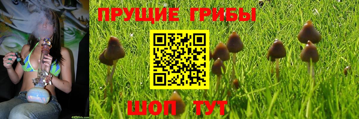 Галлюциногенные грибы Psilocybe Великий Новгород